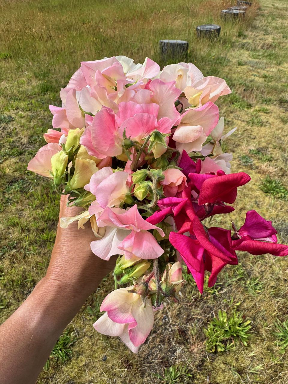 A hand holding up an armful of pink, blush and magenta sweet peas over a mown field